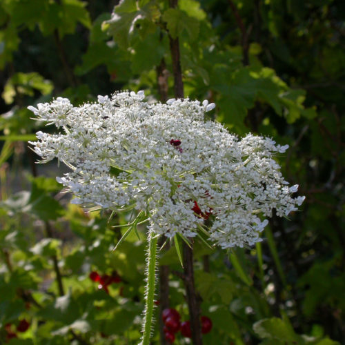 Carotte sauvage - Daucus carota - 10 ml